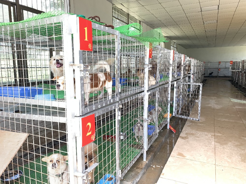 CFPA深圳宠联 文明养犬宣传活动